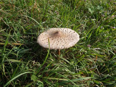 Doğada şemsiye mantar, şemsiye mantar, 