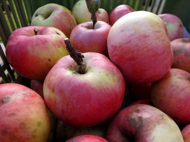 Elma, küçük elma,