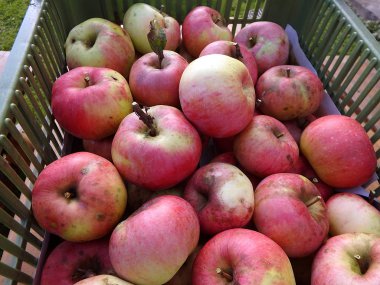 Elma, küçük elma,