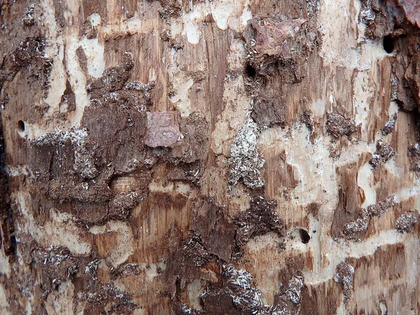 昆虫の樹木被害 — ストック写真