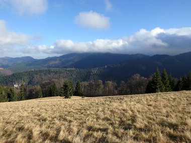alpin çayır, Velka Fatra, Slovakya,
