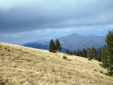 alpin çayır, Velka Fatra, Slovakya,
