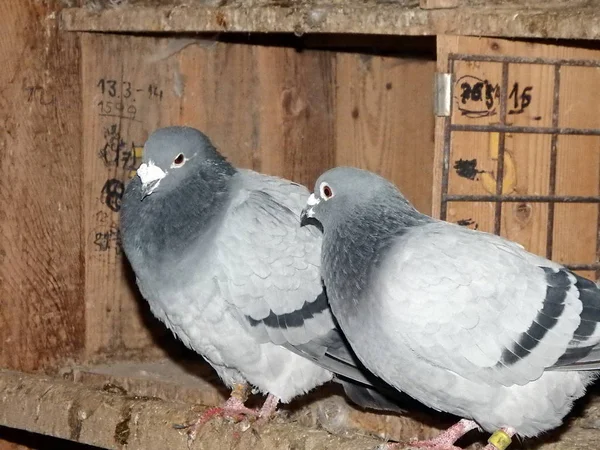 Pombo correio, transportador — Fotografia de Stock