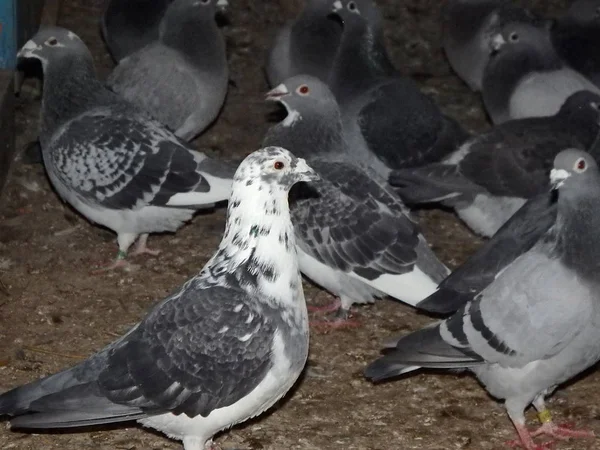 メール鳩、キャリア — ストック写真