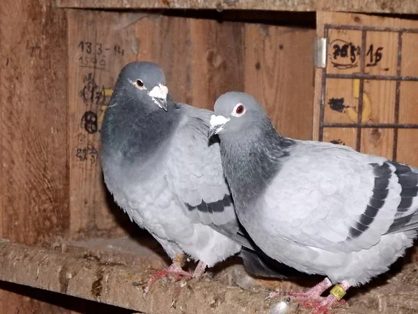 Mail pigeon, carrier — Stock Photo, Image