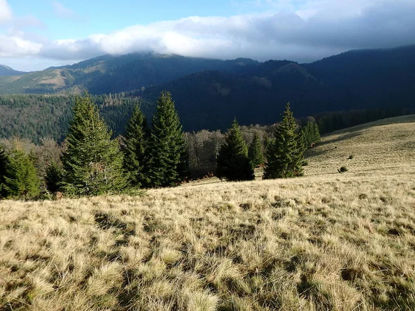 alpine meadow, Velka Fatra, Slovakia,