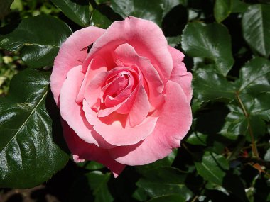 gül çiçek, gül, eglantine, köpek-gül ,