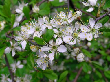 yaban eriği bush, Prunus spinosa