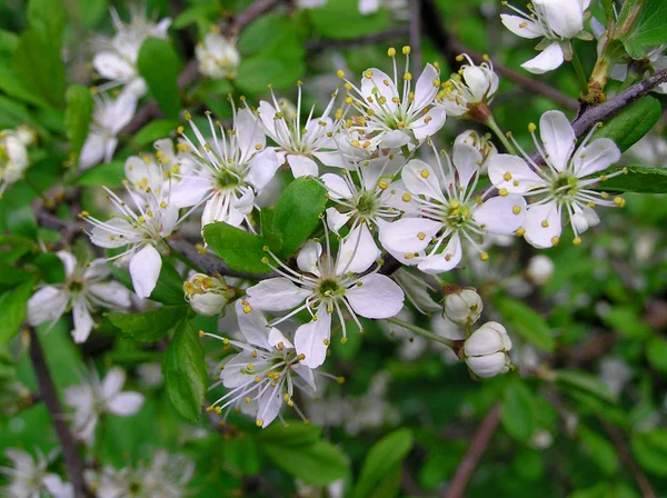 Sloe bush,Prunus spinosa — Stock Photo, Image
