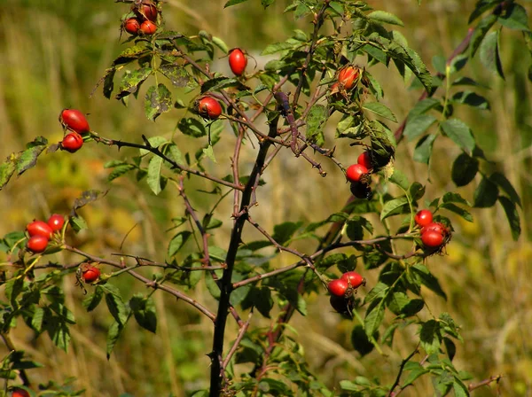 Rosa selvagem, Rosa canina L . — Fotografia de Stock