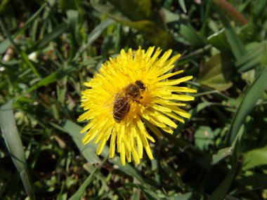 Kara hindiba ve arı