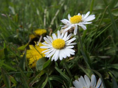 Daisy, Bellis lerdeki,