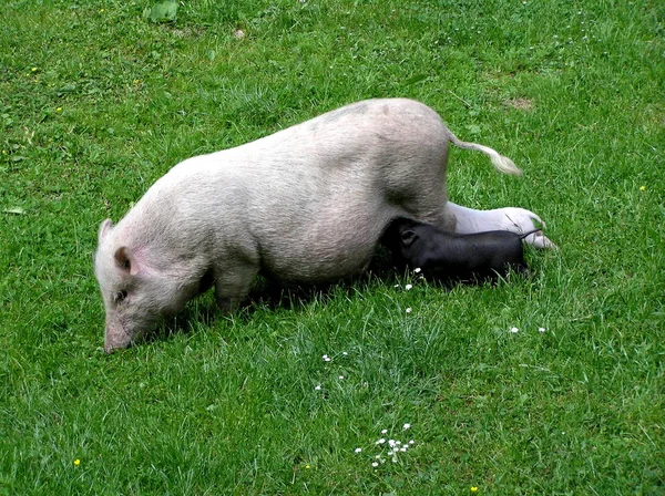 Swine Family, pig — Stock Photo, Image
