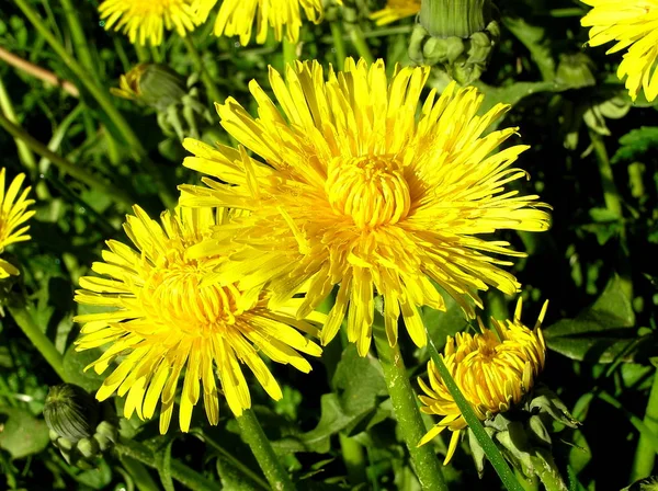 Żółty mniszek lekarski, Taraxacum officinale — Zdjęcie stockowe