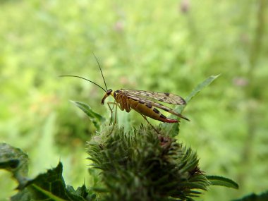yeşil bir arka plan üzerinde böcek