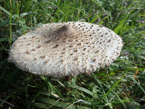 Гриб парасолька, парасолька, гриби в природі, — стокове фото