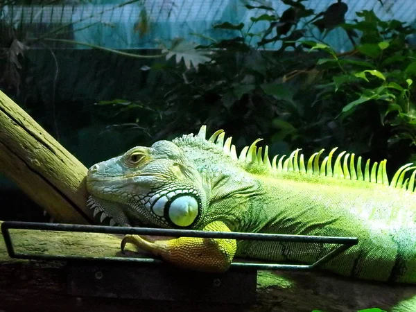 Iguana, зеленая игуана — стоковое фото