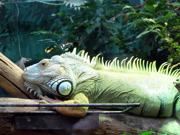 Iguana, зеленая игуана — стоковое фото