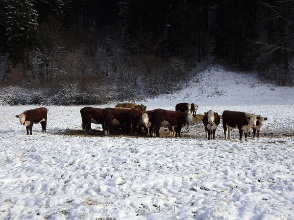 Cow in snow landscape — Stock Photo, Image