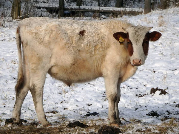 Kar manzara içinde Cow — Stok fotoğraf