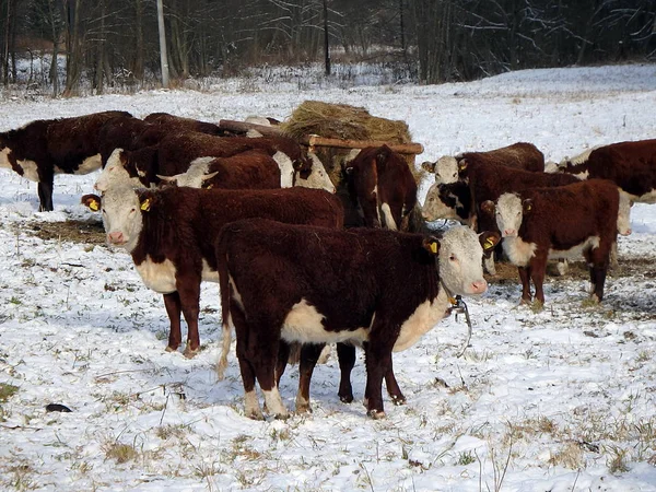 Kar manzara içinde Cow — Stok fotoğraf