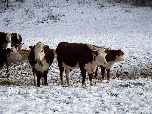 Kar manzara içinde Cow — Stok fotoğraf