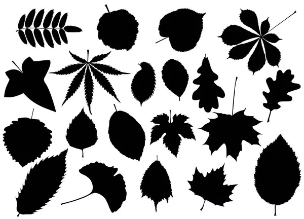 Feuilles d'arbre ensemble , — Image vectorielle