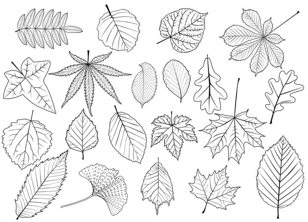 Feuilles d'arbre ensemble , — Image vectorielle