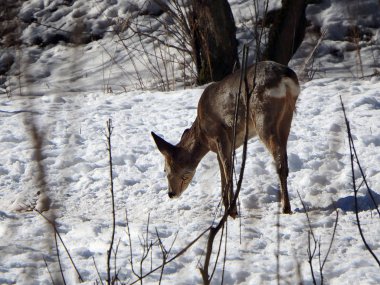 Kışın yumurtlayan geyik