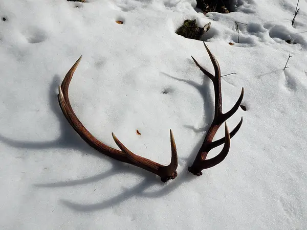 Corna di cervo nella neve — Foto Stock