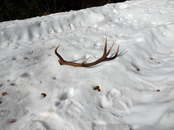 Deer antlers in the snow — Stock Photo, Image