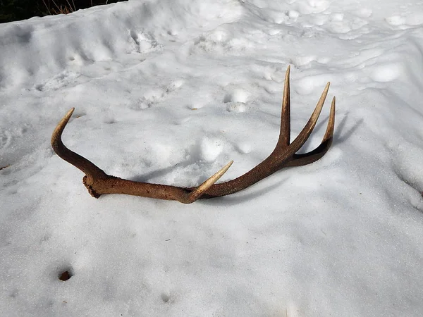 Corna di cervo nella neve — Foto Stock