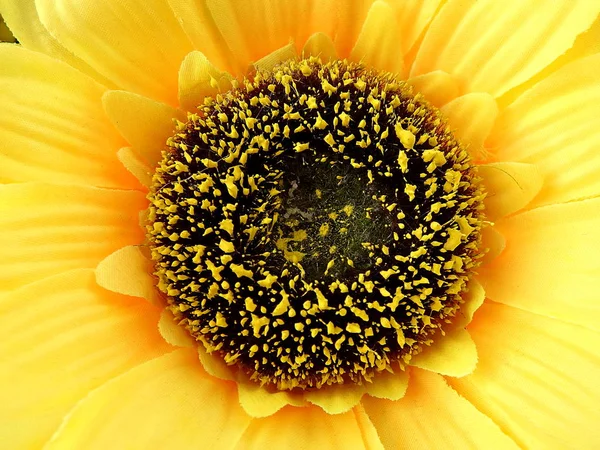 yellow flower sunflower