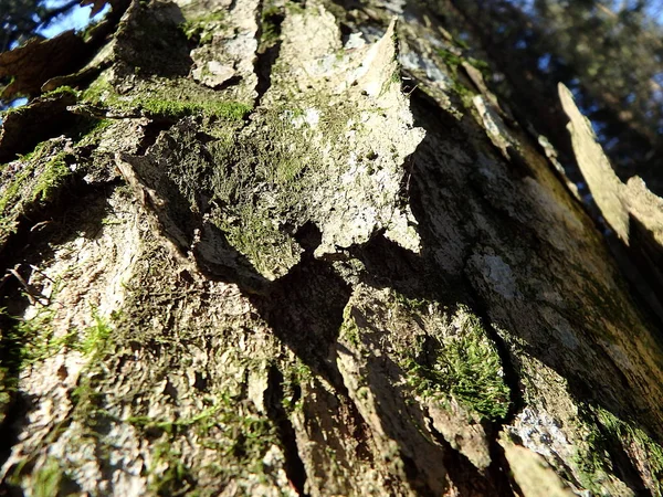 Maple bark, maple trunk — Stock Photo, Image