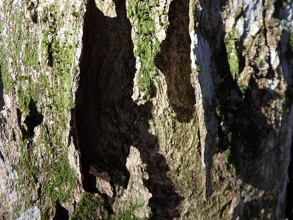 カエデ樹皮、メープル トランク — ストック写真