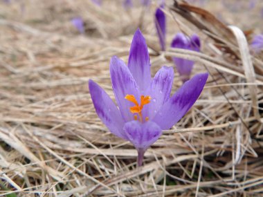 Safran, Çiğdem,(Crocus heuffelianus)