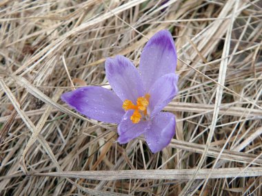 Safran, Çiğdem,(Crocus heuffelianus)
