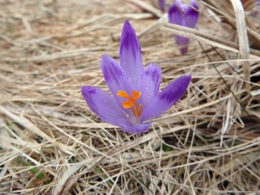 Safran, Çiğdem,(Crocus heuffelianus)