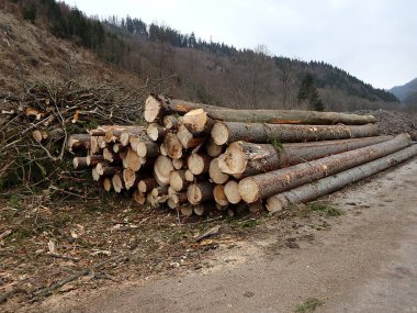Many felled tree trunks, wood warehouse, stock vector