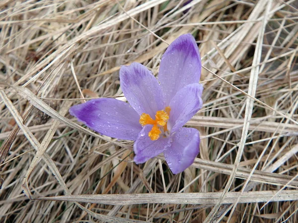 Safran, Çiğdem,(Crocus heuffelianus)
