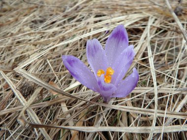 Safran, Çiğdem,(Crocus heuffelianus)