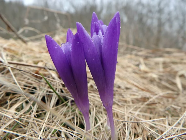 사프란 크 로커 스,(Crocus heuffelianus) — 스톡 사진