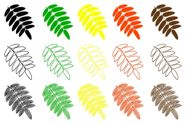 Rowan conjunto de cores folha —  Vetores de Stock