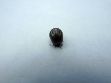 Beyaz bir arka plan üzerinde kene