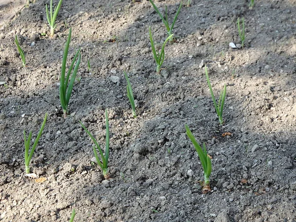 Small onions in the garden