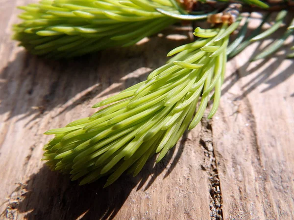 Groene takje spar — Stockfoto