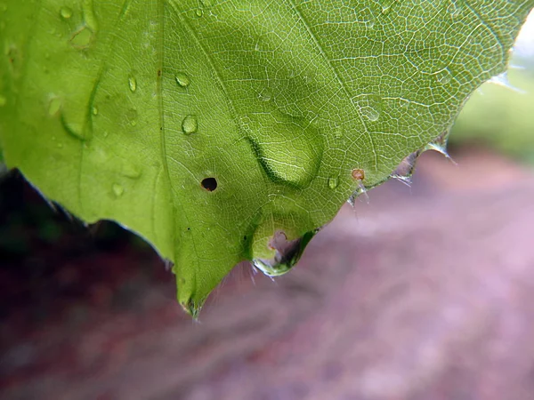 Beech leaf after rain, — Stock Photo, Image