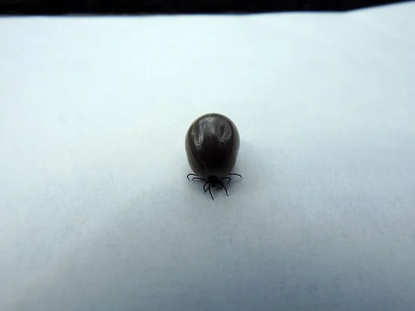 Tick on a white background — Stock Photo, Image