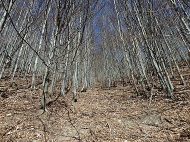 Baharda kayın ormanı
