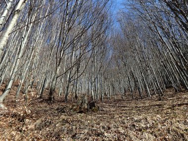 Baharda kayın ormanı